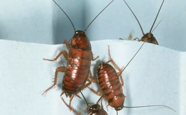 Pakistan Parliament House Cockroaches Found In MPs Food - Sakshi