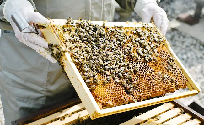 Why Australia Has Had To Kill Millions Of Bees  - Sakshi