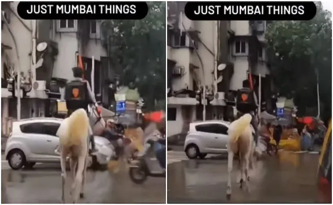 Viral Video: Swiggy Delivery Boy Rides Horse to Deliver Food Amid Mumbai Rains - Sakshi