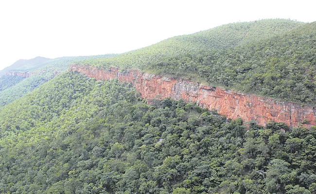 Rare birds in the forests of Seshachalam forest Andhra Pradesh - Sakshi