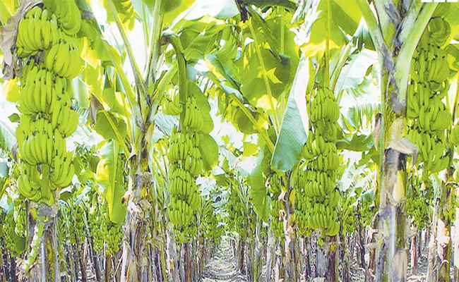 Banana prices see spike with increasing demand - Sakshi