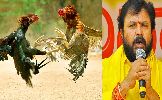 Tdp Ex Mla Chintamaneni Prabhakar Caught Illegal Chicken Hyderabad - Sakshi