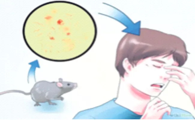 Eighty One Cases of Rat Fever reported in Shivamogga - Sakshi