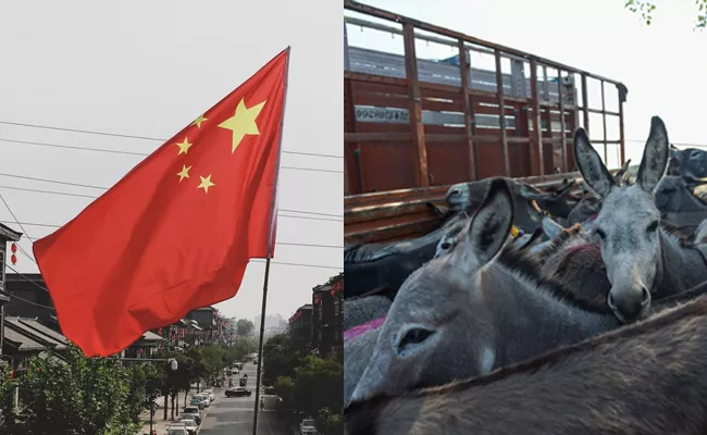 Wickedness: Africa Donkeys Being Stolen for Chinese Medicine - Sakshi