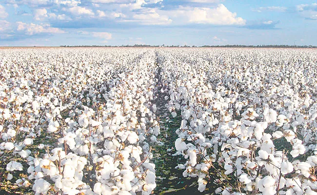 Agriculture Department To Increase Cotton Cultivation In Telangana - Sakshi