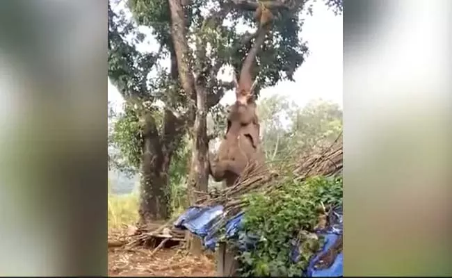 Viral Video: Elephant Struggling To Pluck A Jackfruit From A Tree - Sakshi