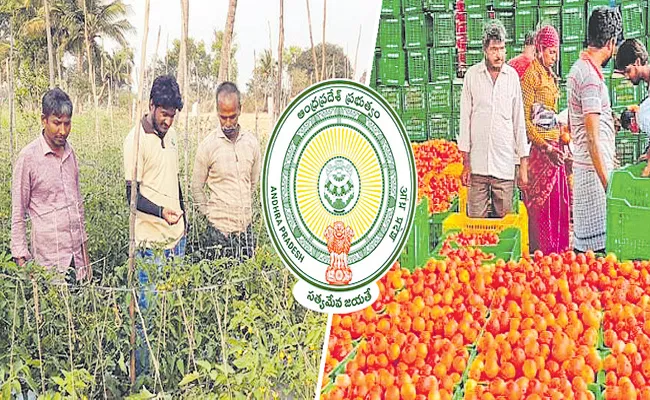 AP Govt Supports For Tomato farmers - Sakshi