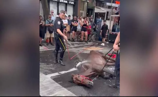 Vriral Vide: Carriage Horses In New York City Collapse On Street - Sakshi