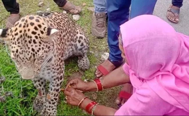 Viral Photo: Woman Tying Rakhi To An Injured Leopard - Sakshi