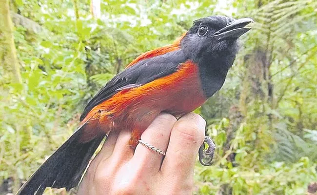 Is the Hooded Pitohui Poisonous Bird - Sakshi