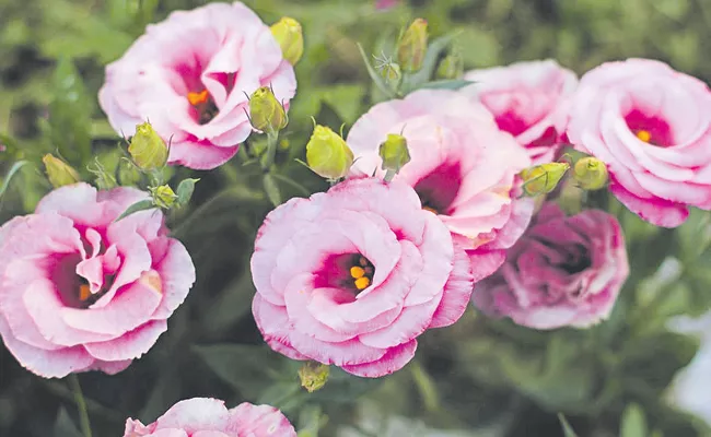 Lisianthus flowers resemble rose flowers - Sakshi