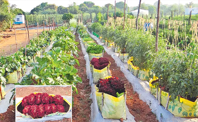 Sagubadi: Cocoponics Significance Cultivation Of Vegetables In Soilless Culture - Sakshi