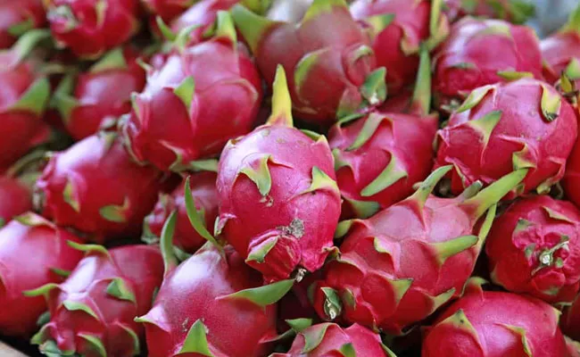 Andhra Pradesh Government Encouragement for Dragon Fruit Cultivation - Sakshi