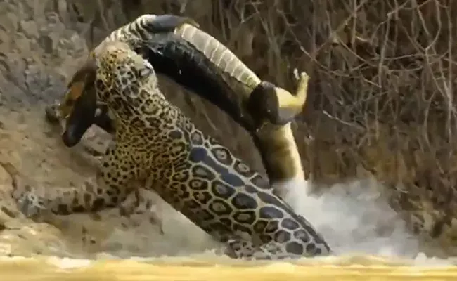 Viral Video Of Jaguar Attacks Crocodile Swimming In Water - Sakshi