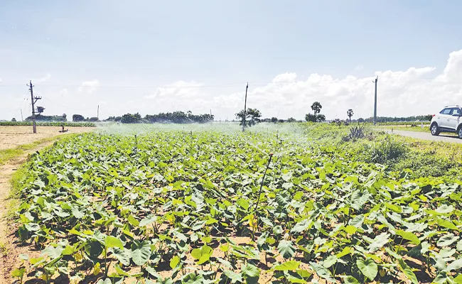 Micro-irrigation is expanding Andhra Pradesh - Sakshi