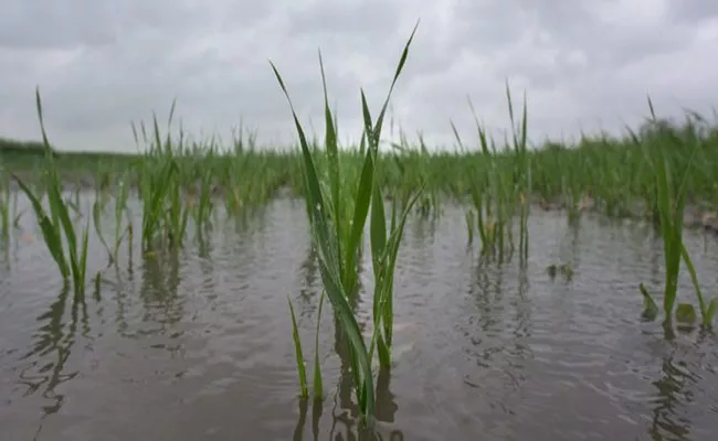 Two Farmers Suicide Due To Crop Damage By Heavy Rains In Adilabad District - Sakshi