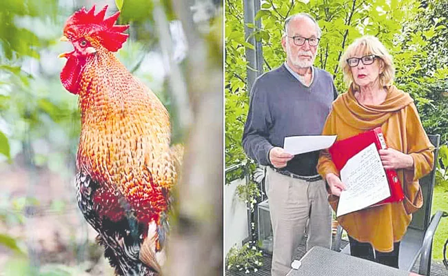 Germany Elderly Couple Filed Case On Rooster - Sakshi