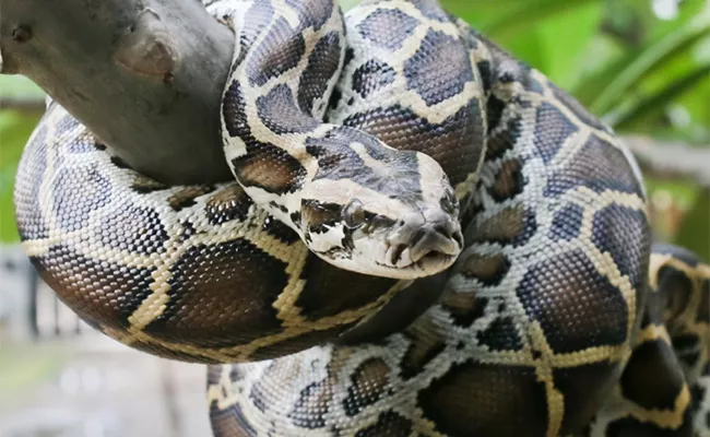 Python Caught In Fishing Net In Nellore - Sakshi