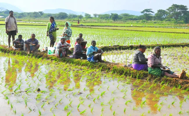 Photo Feature Women Workers Eating, E Crop, Banana Gela, Sheep Vaccine - Sakshi