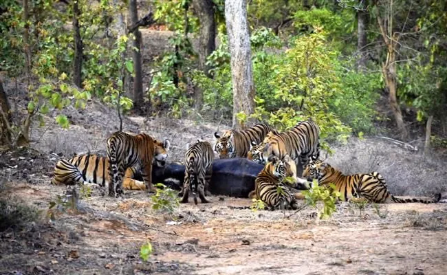 Viral: IFS Officer Susanta Nanda Shares Tigress Story - Sakshi