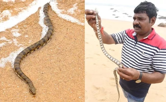 Danger Snake: Dog Face Sea Snake In Vizag - Sakshi