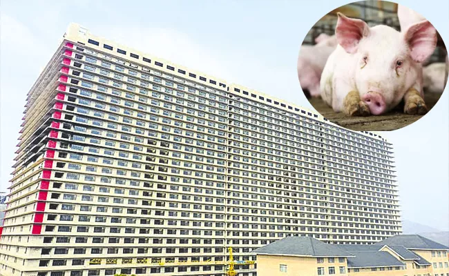 Pig Hotels: This 26th Story Luxurious Hotel Is Just For Pigs In China - Sakshi