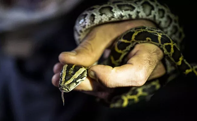 US Man Caught With Snakes Lizards In His Trousers Faces Jail - Sakshi