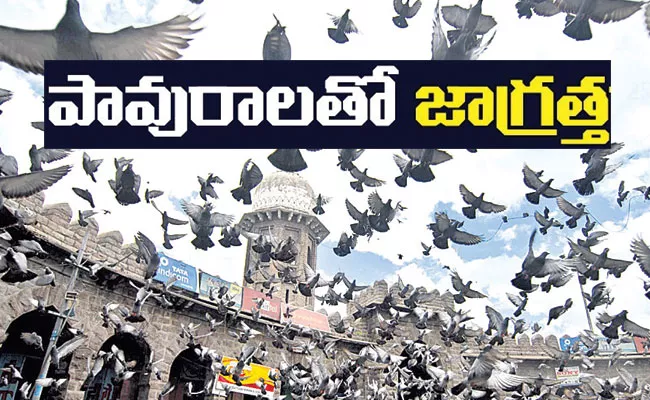 Pigeon Droppings Can Carry Over 12 Diseases: Experts Study - Sakshi