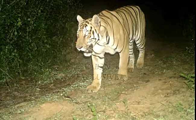 Royal Bengal Tiger Spotted On Camera At Second Time In Four Months - Sakshi