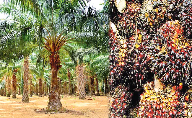 Increased Demand For Oil Palm Cultivation - Sakshi