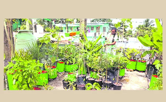 Growing Terrace Garden Culture Now - Sakshi