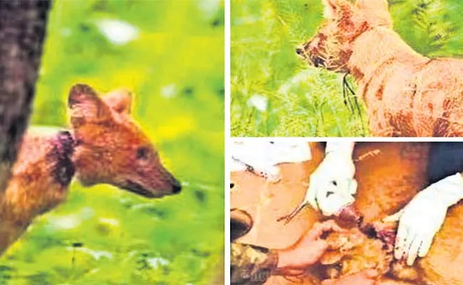 Life Saved By Treatment For Forest Dog Neck Hit Plastic Thread - Sakshi