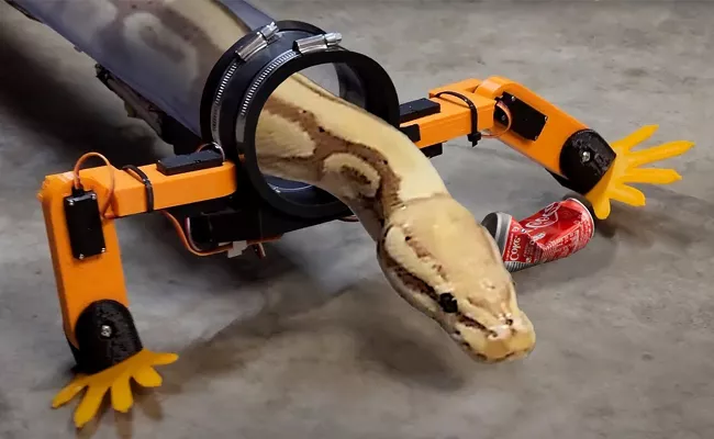 Youtuber Allen Pan Developed Robotic Legs For Snake - Sakshi