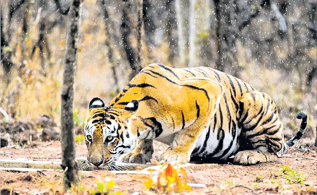 Crucial Role For Chenchu Families In Srisailam Tiger Reserve Forest - Sakshi