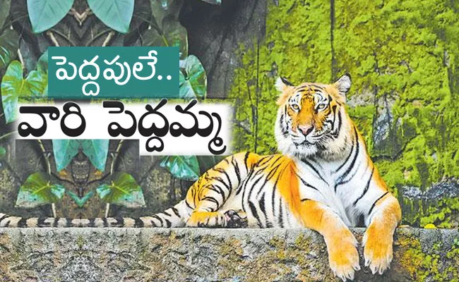 Special Story On Tiger Nallamala Forest Chenchu Tribe - Sakshi