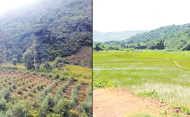 AOB Tribal Villagers Happy With traditional crops help of AP Govt - Sakshi