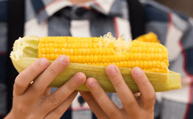 Amazing Health Benefits Of Corn Mokkajonna In Telugu - Sakshi