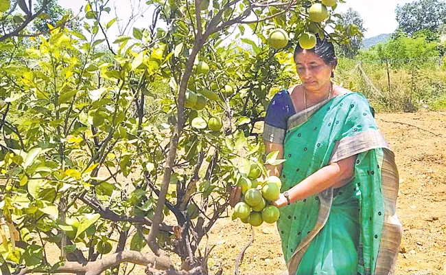 Sagubadi: Annamayya District Organic Farmer Hymavathi Inspirational Journey - Sakshi