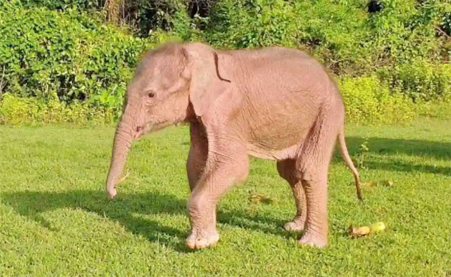 Rare White Elephant Born In Myanmar With 7 Specification Viral Video - Sakshi