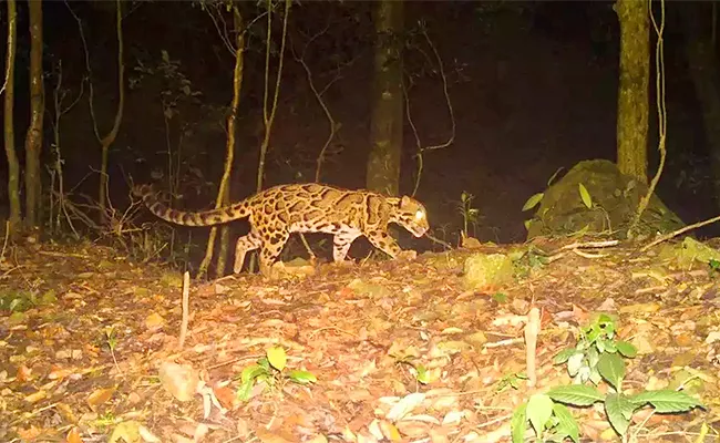 Rare Clouded Leopard Buxa Tiger Reserve Pics Surfaced - Sakshi