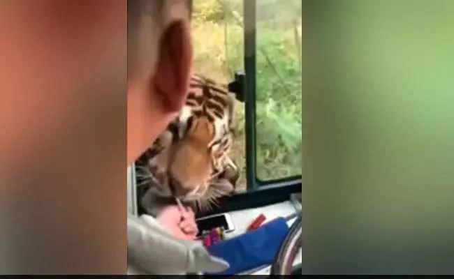 Viral Video: Bus Driver Opens Window Feed And Invites Tiger - Sakshi