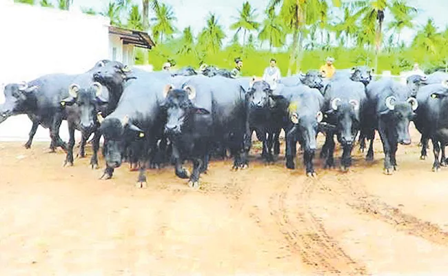 Murrah Buffalo Made in Andhra Pradesh - Sakshi