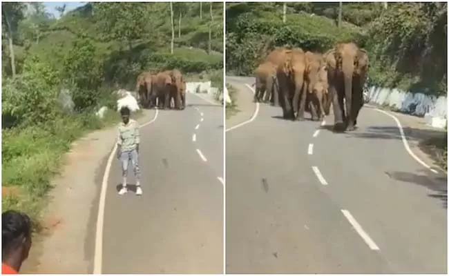 Viral Video: Two men Walking Close ToTake Selfie With Elephant Herd - Sakshi