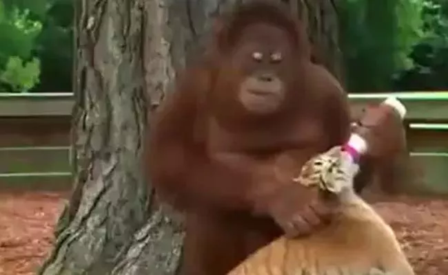 Anand Mahindra Shares Adorable Video Of Orangutan Feeding Tiger Cubs - Sakshi