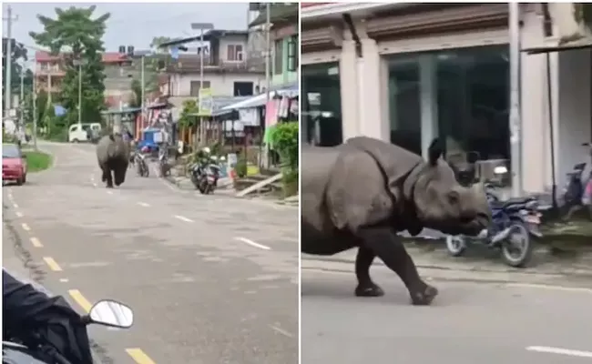 A Video Of A Rhino Running Along A Road Has Gone Viral - Sakshi