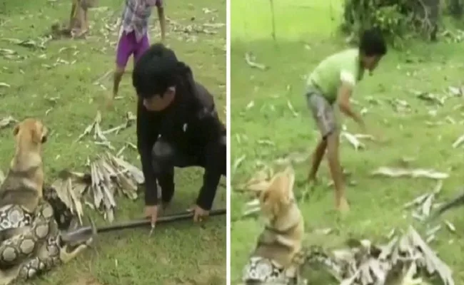 Tree Childrens Fight Huge Snake Trying To Kill Their Pet Dog - Sakshi