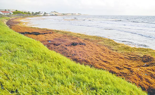 Sargassum seaweed on Caribbean islands - Sakshi