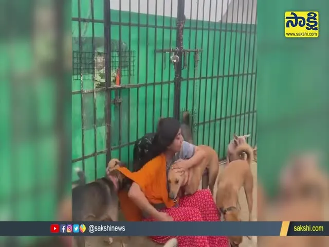 Woman gets A Warm greeting From Several Street Dogs Video Gone Viral