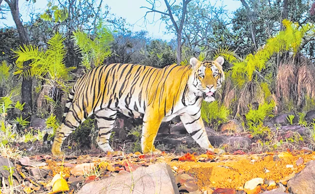 73 tigers in Nallamala Forest Andhra Pradesh - Sakshi