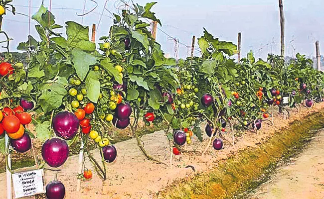 Sagubadi: Dual Grafting In Vegetable Plants Brimato Grafting Explained - Sakshi